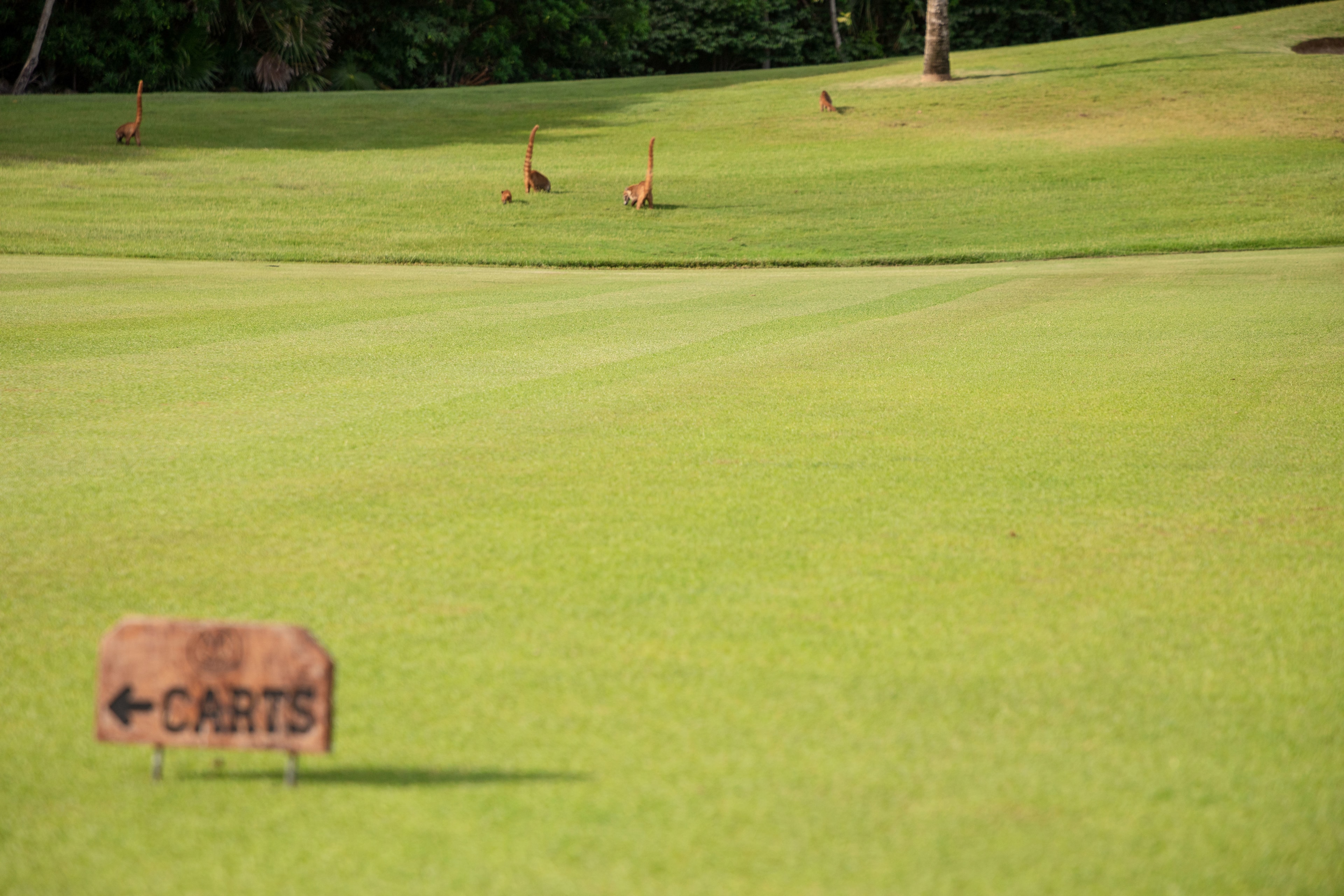 Gran Coyote Golf-gallery