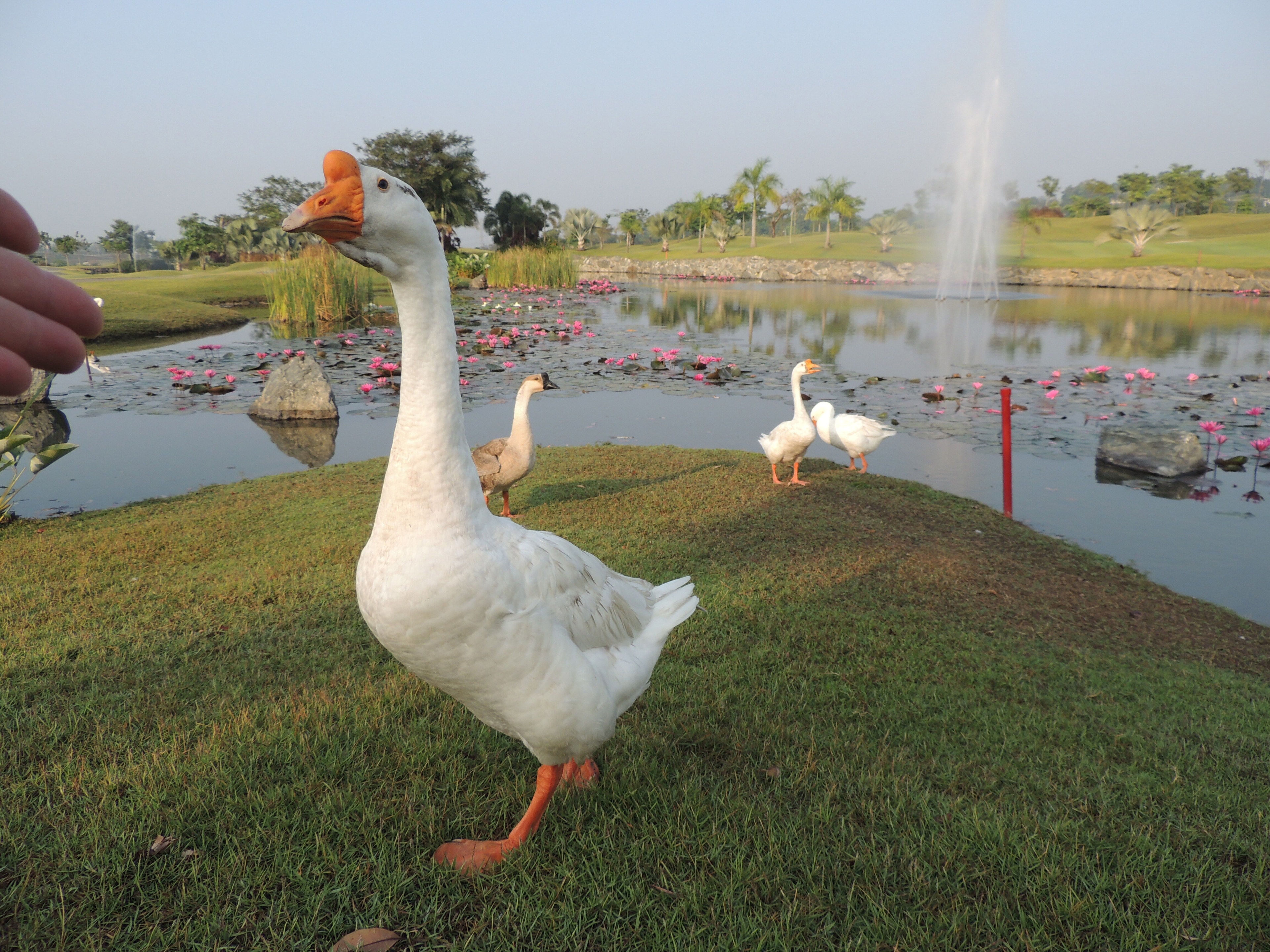 Palm Garden Golf Club-gallery