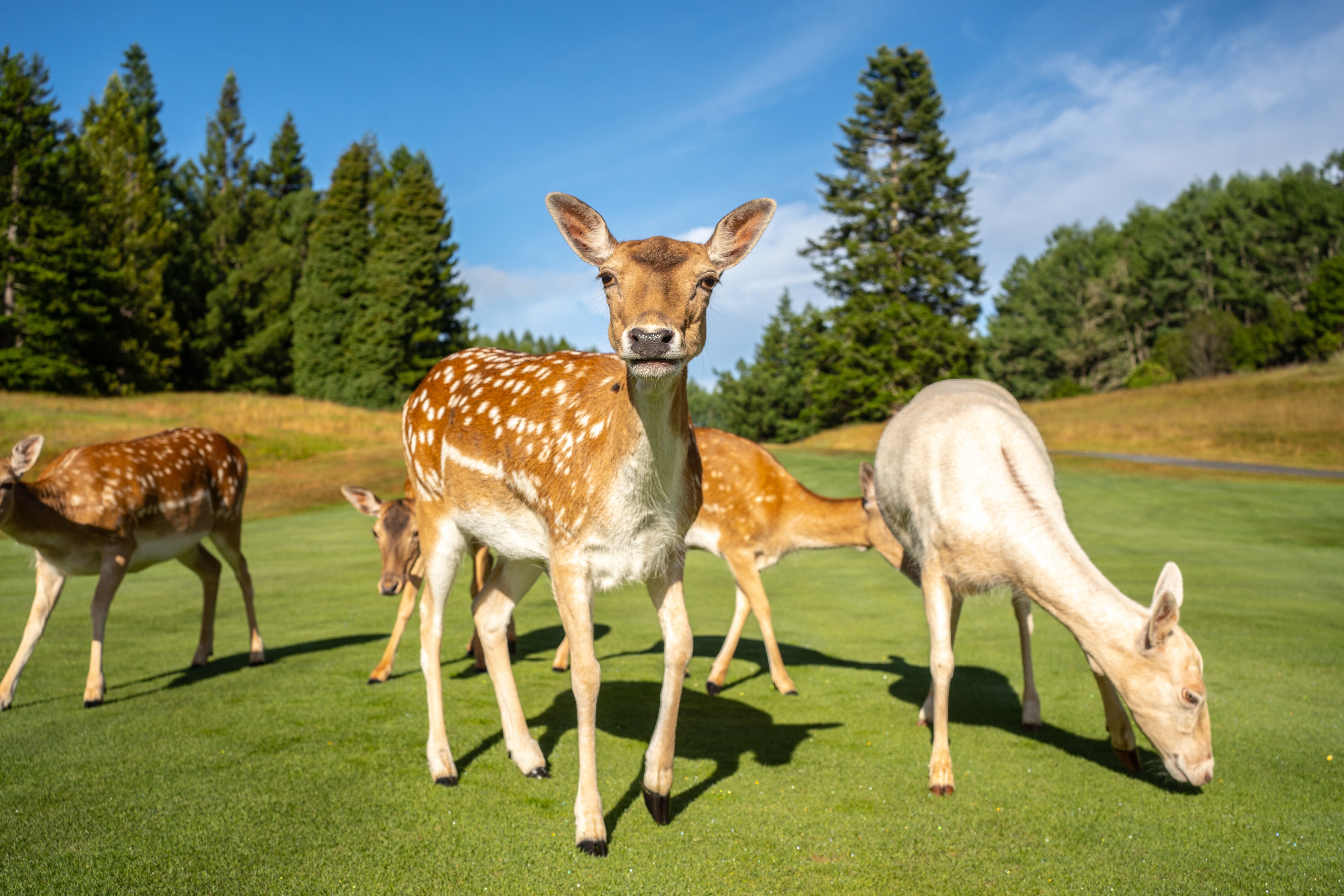 Wairakei Golf + Sanctuary