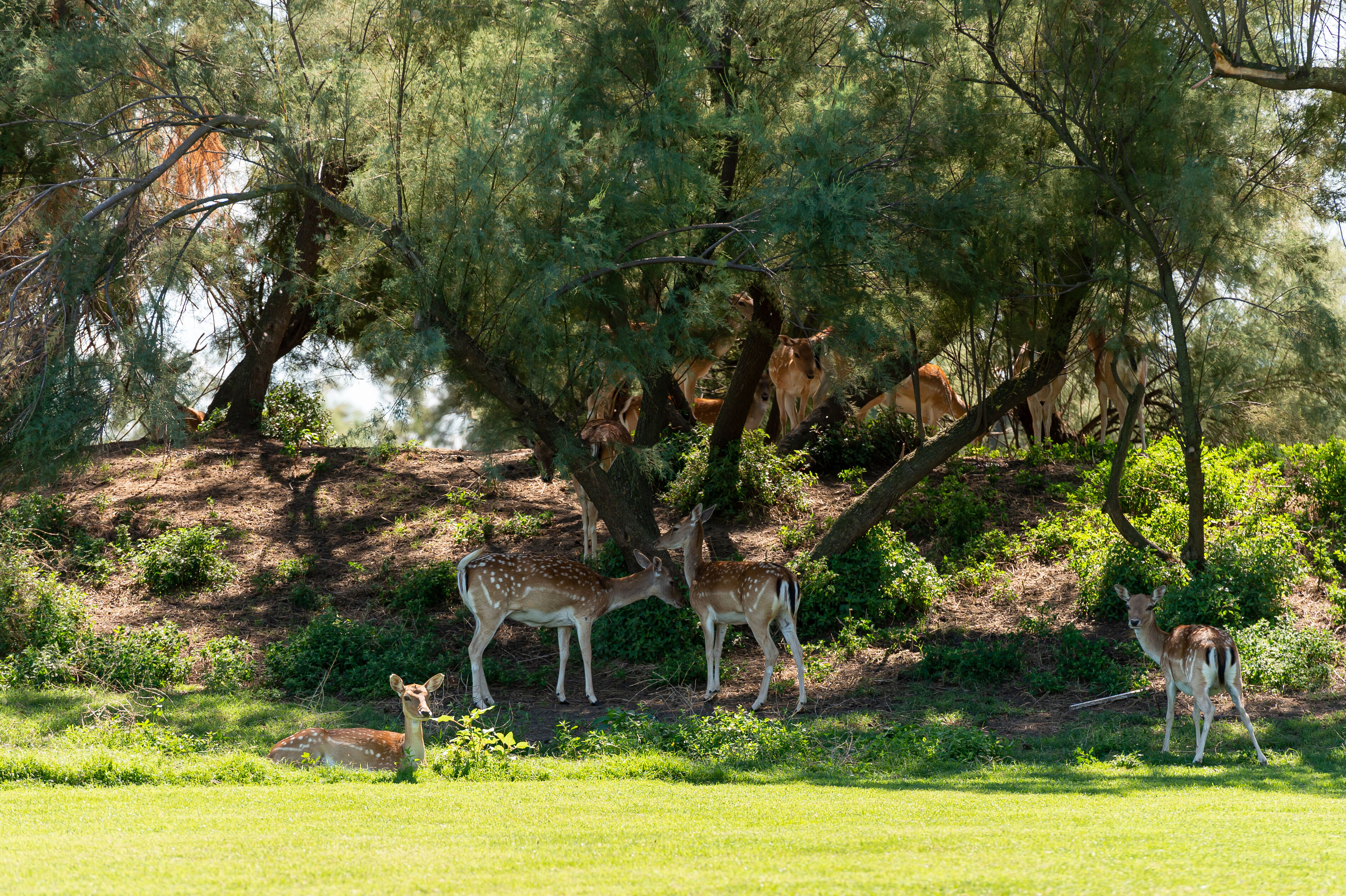 Albarella Hotel and Golf-gallery