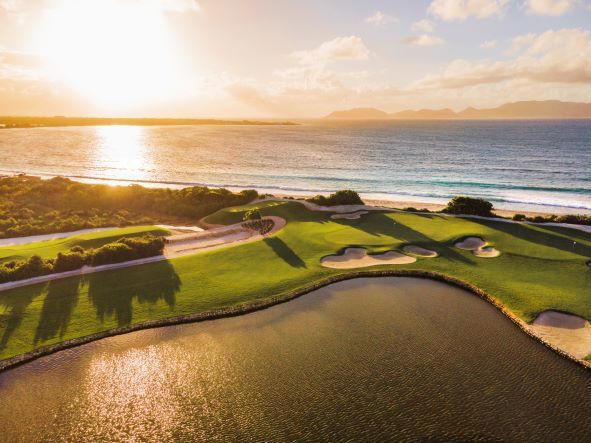 Salamander Collection-gallery